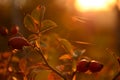 Autumn rosehip Royalty Free Stock Photo