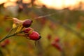 Autumn rosehip Royalty Free Stock Photo