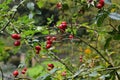 Autumn rosehips in the English countryside