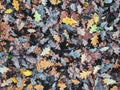 Autumn rotten foliage on the ground background