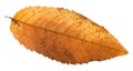 autumn rotten leaf of ash tree isolated