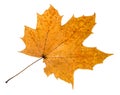 autumn rotten leaf of maple tree isolated Royalty Free Stock Photo