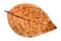 autumn rotten leaf of poplar tree isolated