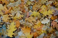 Autumn rotten leaves background