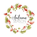 Autumn Rowan Berry Background. Floral Banner Design