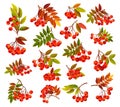 Autumn Rowan Berry Branch with Clusters and Leaves Big Vector Set Royalty Free Stock Photo