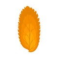 Autumn Rowan Leaf Royalty Free Stock Photo