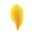 Autumn Rowan Leaf Royalty Free Stock Photo