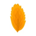Autumn Rowan Leaf Royalty Free Stock Photo