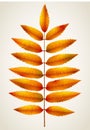 Autumn rowan leaf Royalty Free Stock Photo