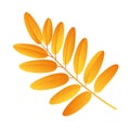 Autumn rowan leaf vector on a white background Royalty Free Stock Photo