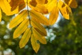 Autumn rowan leaves background Royalty Free Stock Photo