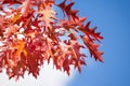 Autumn rowan red leaves over sun and sky