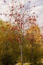 Autumn rowan tree without leaves with red ripe berries against the background of yellow trees and blue sky. Royalty Free Stock Photo
