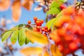 Autumn rowan tree with red berries