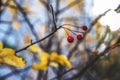 Autumn rowan tree with red berries and colorful leaves. Royalty Free Stock Photo