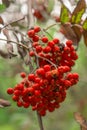 Autumn rowan tree with red berries and colorful leaves. Selective focus.  Red rowan berries on autumn tree Royalty Free Stock Photo