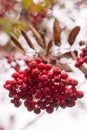 Autumn rowan tree with red berries and colorful leaves. Selective focus.  Red rowan berries on autumn tree Royalty Free Stock Photo