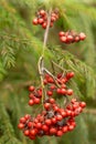 Autumn rowan tree with red berries and colorful leaves. Selective focus.  Red rowan berries on autumn tree Royalty Free Stock Photo