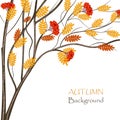 Autumn rowan tree for use in your design