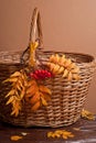 Autumn rowanberry and basket