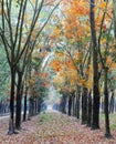 Autumn rubber tree forest in nai, Vietnam Royalty Free Stock Photo