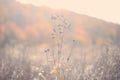 Autumn rural landscape with fog, sunrise and blossoming meadow. Royalty Free Stock Photo