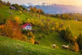 Autumn rural landscape with grazing sheeps and colorful deciduous trees Royalty Free Stock Photo