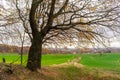 Autumn rural landscape with large spreading oak trees Royalty Free Stock Photo