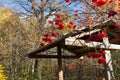 viburnum bush near the well