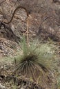 Australian native yakka grass tree with flower spike Royalty Free Stock Photo