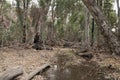 View of riverbed with logs and debris from last flood Royalty Free Stock Photo