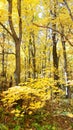Autumn Russian wood