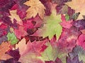 Autumn rustic colorful maple leaves background