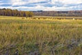 Autumn rustic landscape, sloping field, meadow, grazing cows, shepherd, field after harvest on background of forest