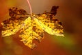 Autumn rusty leave close-up Royalty Free Stock Photo