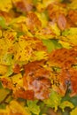 Autumn rusty leaves Royalty Free Stock Photo