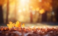 Autumn\'s Allure: A Stunning Backdrop of Fall Leaves in Vibrant Hues