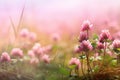 Autumn\'s Blushing Beauty: A Stunning Pink Clover in a Field of Gold