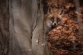 Autumn\'s Curious Encounter: Fox Peeking Behind the Tree