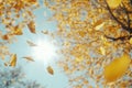 Autumn\'s Falling, Leaves dance in Sunlight creating Golden Canopy above Royalty Free Stock Photo