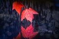 Autumn`s message from red maple leaves in rain with reflections Royalty Free Stock Photo