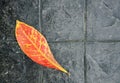 A autumn\'s orange leaf on the black stone floor background, autumn concept Royalty Free Stock Photo