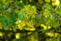 Autumn\'s Palette: Hornbeam Branch Adorned with Changing Leaves and Seeds