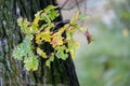 Autumn's Palette: Oak Leaves in Transition