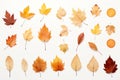 Autumn's Palette: Pressed Leaf Collection