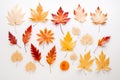 Autumn's Palette: Pressed Leaf Collection