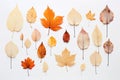 Autumn's Palette: Pressed Leaf Collection