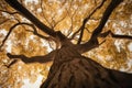 Autumn\'s Whispers: Tree of Life Represented by a Mesmerizing Autumn Tree. Generative AI