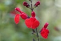 Autumn sage Salvia greggii Royalty Free Stock Photo